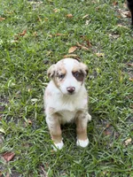 Maverick , a male Australian Shepherd for sale in Warsaw, NC – 8 of 10