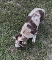 Beau, a male Australian Shepherd for sale in Warsaw, NC – 8 of 9