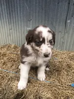 Cinder, a female Australian Shepherd for sale in Warsaw, NC – 3 of 5