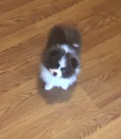 Winnie Flynn, a female Pomeranian for sale in Warsaw, NC – Photo 8 of 10