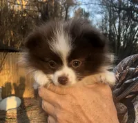 Winnie Flynn, a female Pomeranian for sale in Warsaw, NC – Photo 3 of 10