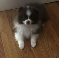 Winnie Flynn, a female Pomeranian for sale in Warsaw, NC – Photo 5 of 10