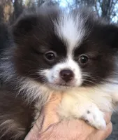 Winnie Flynn, a female Pomeranian for sale in Warsaw, NC – Photo 2 of 10