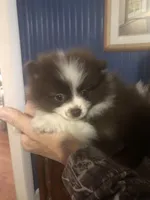 Winnie Flynn, a female Pomeranian for sale in Warsaw, NC – Photo 7 of 10