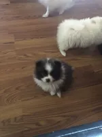 Winnie Flynn, a female Pomeranian for sale in Warsaw, NC – Photo 9 of 10