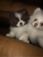 Winnie Flynn, a female Pomeranian for sale in Warsaw, NC – Photo 6 of 10