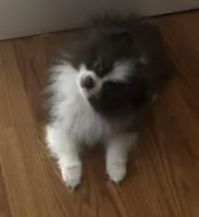 Winnie Flynn, a female Pomeranian for sale in Warsaw, NC – Photo 4 of 10