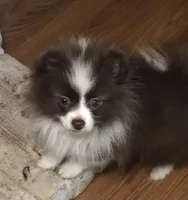 Winnie Flynn, a female Pomeranian for sale in Warsaw, NC – Photo 1 of 10