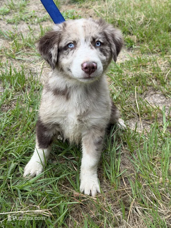 Beau – Australian Shepherd puppy for sale in Warsaw, NC