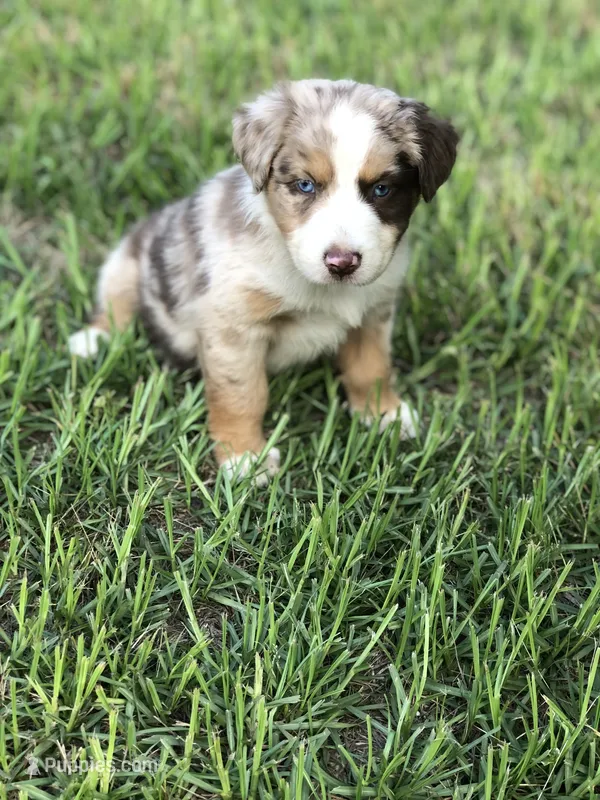 Roman – Australian Shepherd puppy for sale in Warsaw, NC