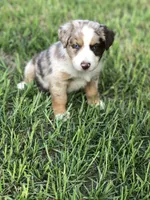 Roman, a male Australian Shepherd for sale in Warsaw, NC – 1 of 6