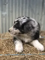 Stormie, a female Australian Shepherd for sale in Warsaw, NC – 2 of 7