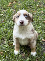 Maverick , a male Australian Shepherd for sale in Warsaw, NC – 4 of 10