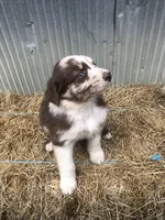 Cinder, a female Australian Shepherd for sale in Warsaw, NC – 1 of 5