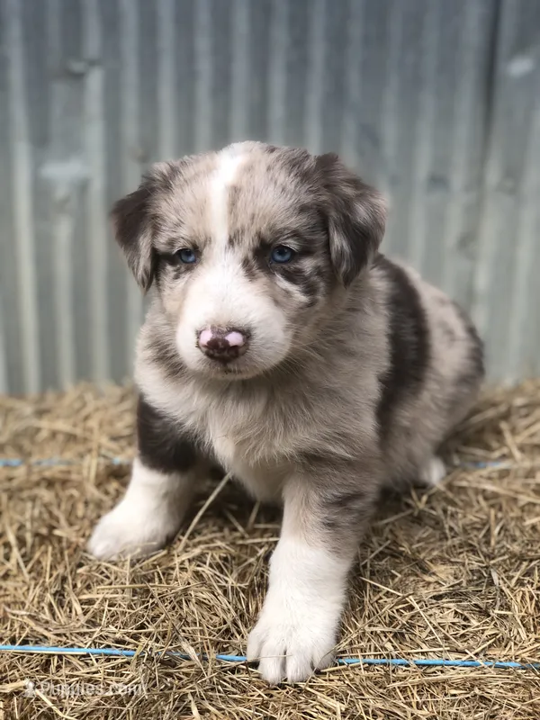 Beau – Australian Shepherd puppy for sale in Warsaw, NC