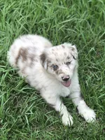 Finn, a male Australian Shepherd for sale in Warsaw, NC – 7 of 7