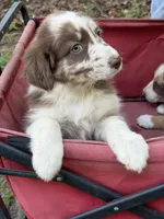 Cinder on hold, a female Australian Shepherd for sale in Warsaw, NC – 3 of 10