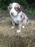 Roman, a male Australian Shepherd for sale in Warsaw, NC – 5 of 6
