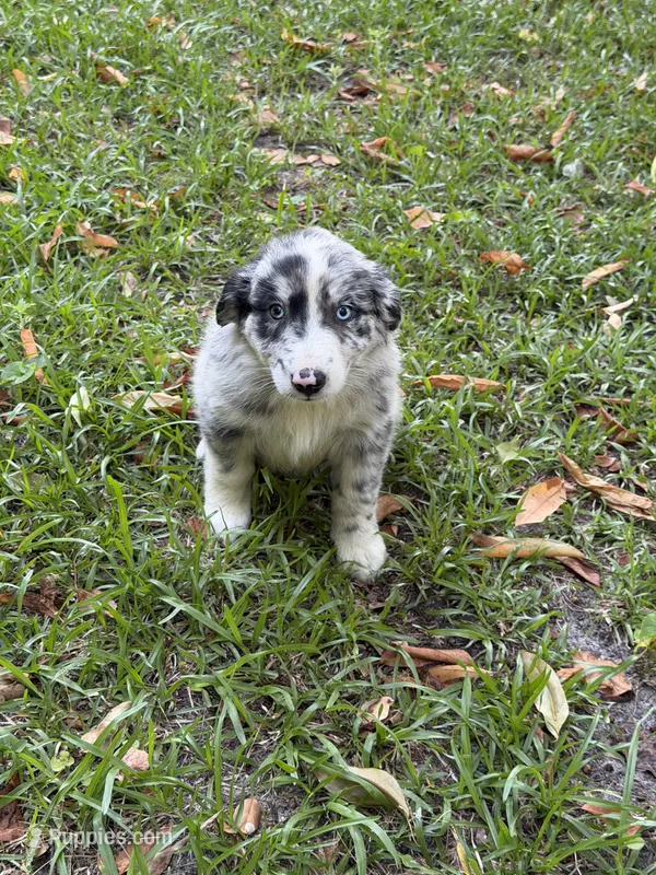 Skye – Australian Shepherd puppy for sale in Warsaw, NC