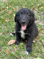 Cobalt on hold, a male Australian Shepherd for sale in Warsaw, NC – 7 of 9
