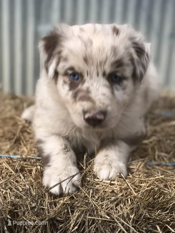 Finn – Australian Shepherd puppy for sale in Warsaw, NC