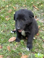 Cobalt on hold, a male Australian Shepherd for sale in Warsaw, NC – 5 of 9