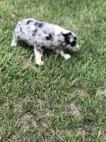 Skye, a female Australian Shepherd for sale in Warsaw, NC – 7 of 7