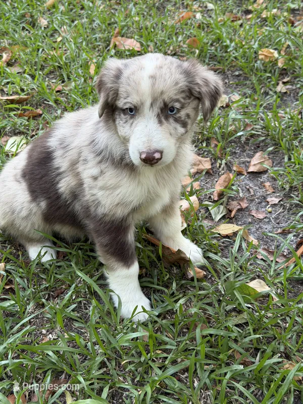 Beau – Australian Shepherd puppy for sale in Warsaw, NC