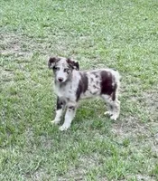 Beau, a male Australian Shepherd for sale in Warsaw, NC – 1 of 9