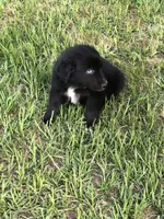Cobalt, a male Australian Shepherd for sale in Warsaw, NC – 4 of 5