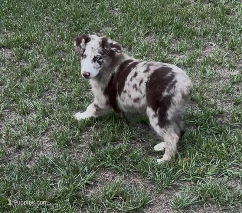 Beau – Australian Shepherd puppy on hold in Warsaw, NC