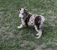 Beau, a male Australian Shepherd for sale in Warsaw, NC – 9 of 9