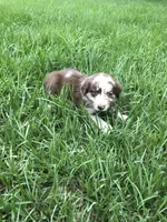 Cinder, a female Australian Shepherd for sale in Warsaw, NC – 5 of 5