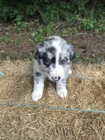 Skye, a female Australian Shepherd for sale in Warsaw, NC – 4 of 7