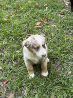 Maverick , a male Australian Shepherd for sale in Warsaw, NC – 5 of 10