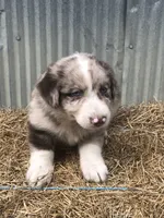 Beau, a male Australian Shepherd for sale in Warsaw, NC – 6 of 7