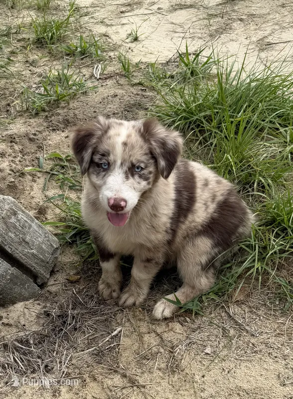Beau – Australian Shepherd puppy for sale in Warsaw, NC
