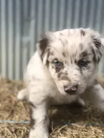 Finn, a male Australian Shepherd for sale in Warsaw, NC – 6 of 7