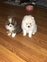 Polar, a male Pomeranian for sale in Warsaw, NC – Photo 7 of 7