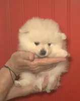 Polar, a male Pomeranian for sale in Warsaw, NC – Photo 3 of 7