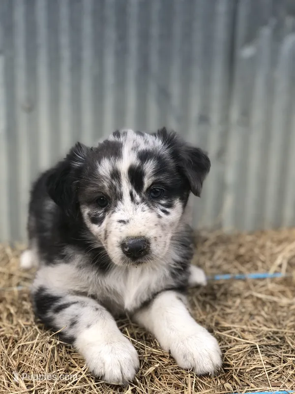 Stormie – Australian Shepherd puppy for sale in Warsaw, NC
