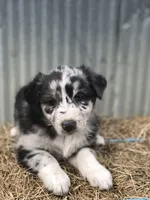 Stormie, a female Australian Shepherd for sale in Warsaw, NC – 1 of 7
