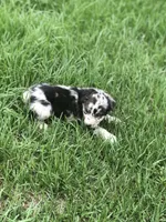 Stormie, a female Australian Shepherd for sale in Warsaw, NC – 7 of 7