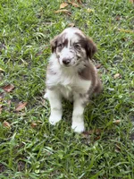 Cinder on hold, a female Australian Shepherd for sale in Warsaw, NC – 2 of 10