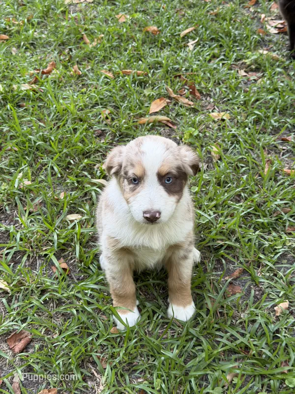 Roman – Australian Shepherd puppy for sale in Warsaw, NC