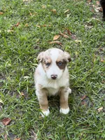 Maverick , a male Australian Shepherd for sale in Warsaw, NC – 3 of 10