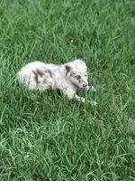 Finn, a male Australian Shepherd for sale in Warsaw, NC – 2 of 7