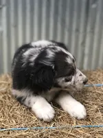 Stormie, a female Australian Shepherd for sale in Warsaw, NC – 3 of 7