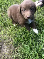 Roo, a male Australian Shepherd for sale in Warsaw, NC – 5 of 5
