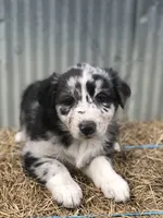 Stormie, a female Australian Shepherd for sale in Warsaw, NC – 5 of 7